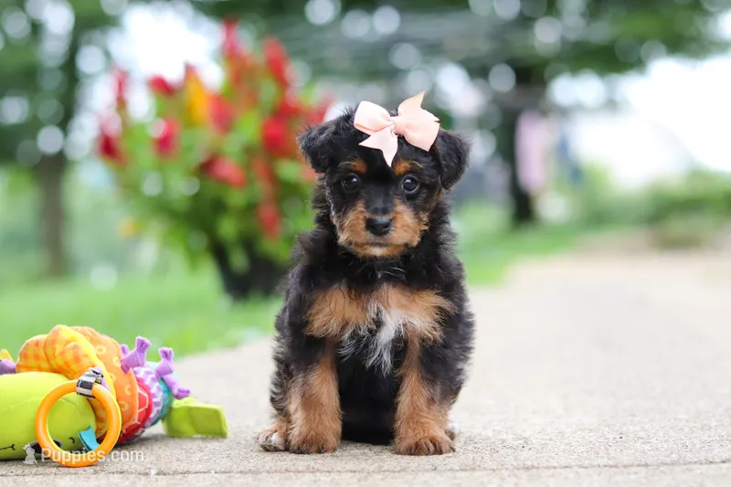 Riot – Yorkipoo puppy for sale in Dundee, OH