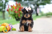 Riot, a female Yorkipoo for sale in Dundee, OH – 1 of 7