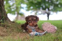 Nougat, a male Yorkipoo for sale in Dundee, OH – 7 of 7