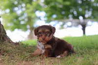 Nougat, a male Yorkipoo for sale in Dundee, OH – 2 of 7