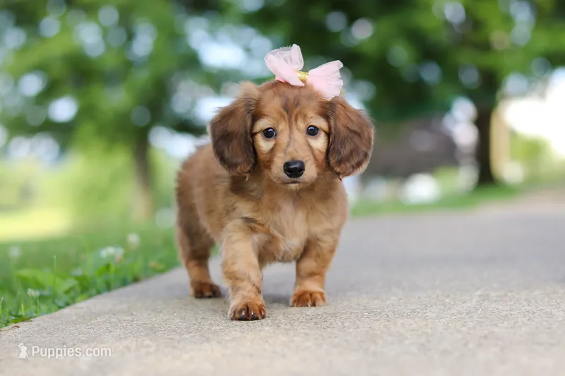 Pocahontas – Miniature Dachshund puppy for sale in Dundee, OH
