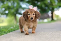 Pocahontas, a female Miniature Dachshund for sale in Dundee, OH – 1 of 8