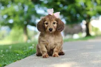 Pocahontas, a female Miniature Dachshund for sale in Dundee, OH – 4 of 8