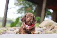Otto, a male Miniature Dachshund for sale in Dundee, OH – 5 of 6