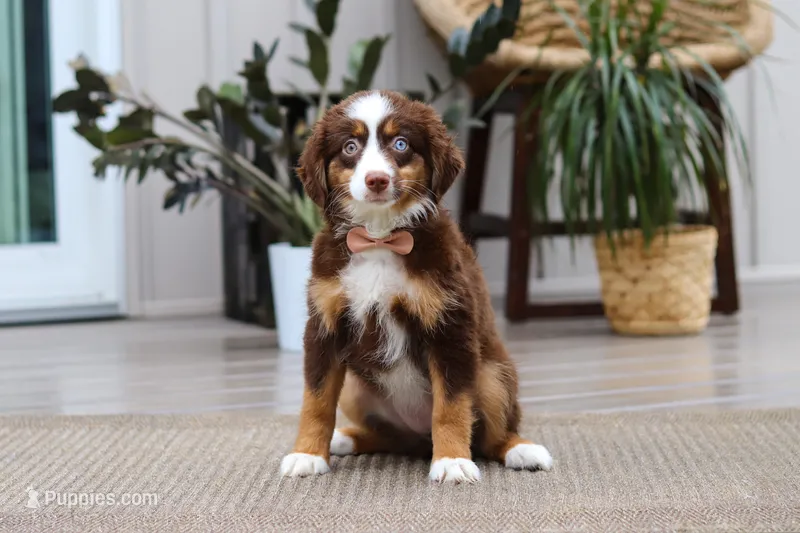 Willow – Australian Shepherd puppy for sale in Dundee, OH
