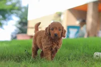 Gomez, a male Miniature Goldendoodle for sale in Dundee, OH – 4 of 6