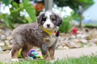 Tang, a male Miniature Bernedoodle for sale in Dundee, OH – 2 of 5