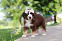 Sedona, a female Miniature Australian Shepherd for sale in Dundee, OH – 7 of 8