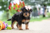 Riot, a female Yorkipoo for sale in Dundee, OH – 4 of 7