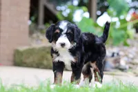 Sprite, a female Miniature Bernedoodle for sale in Dundee, OH – 4 of 5