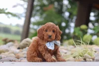 Igor, a male Miniature Goldendoodle for sale in Dundee, OH – 2 of 7