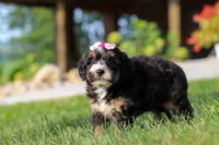 Nova, a female Miniature Bernedoodle for sale in Dundee, OH – 5 of 5