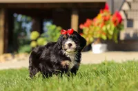 Moonstone, a female Miniature Bernedoodle for sale in Dundee, OH – 6 of 7
