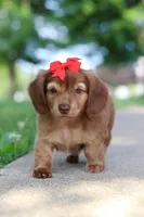 Sacajawea, a female Miniature Dachshund for sale in Dundee, OH – 7 of 9