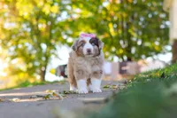 Chaos, a female Miniature Australian Shepherd for sale in Dundee, OH – 5 of 6