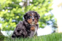 Bumblebee, a male Miniature Bernedoodle for sale in Dundee, OH – 2 of 7