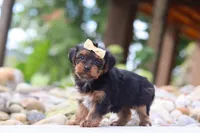 Torte, a female Yorkipoo for sale in Dundee, OH – 7 of 7