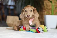 Schnitzel, a female Miniature Dachshund for sale in Dundee, OH – Photo 3 of 4
