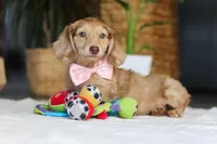 Schnitzel, a female Miniature Dachshund for sale in Dundee, OH – Photo 2 of 4