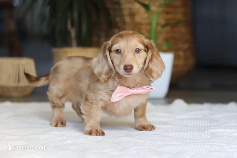 Schnitzel – Miniature Dachshund puppy for sale in Dundee, OH
