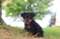 Fudge, a male Yorkipoo for sale in Dundee, OH – 1 of 5