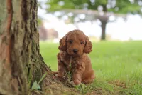 Gizmo, a male Miniature Goldendoodle for sale in Dundee, OH – 7 of 7