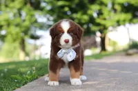 Rowdy, a male Miniature Australian Shepherd for sale in Dundee, OH – 4 of 8