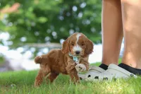 Casper, a male Miniature Goldendoodle for sale in Dundee, OH – 5 of 6