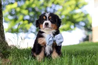 Jimminy Cricket, a male Miniature Bernedoodle for sale in Dundee, OH – 5 of 6