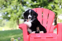 Roamer, a male Miniature Australian Shepherd for sale in Dundee, OH – 10 of 10