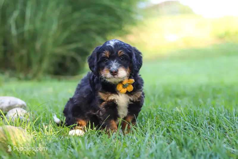 Airhead – Miniature Bernedoodle puppy for sale in Dundee, OH