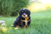 Airhead, a male Miniature Bernedoodle for sale in Dundee, OH – 1 of 5
