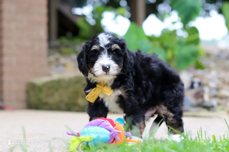 Dr. Pepper – Miniature Bernedoodle puppy for sale in Dundee, OH