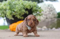 Gordy, a male Miniature Dachshund for sale in Dundee, OH – 4 of 6