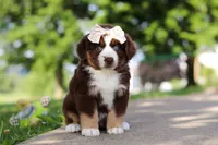 Sedona, a female Miniature Australian Shepherd for sale in Dundee, OH – 6 of 8