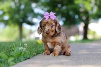 Clementine, a female Miniature Dachshund for sale in Dundee, OH – 1 of 8