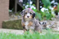 Margarita, a female Miniature Bernedoodle for sale in Dundee, OH – 5 of 7
