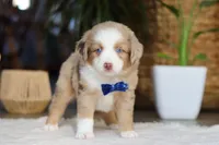 Tango, a male Australian Shepherd for sale in Dundee, OH – Photo 4 of 4