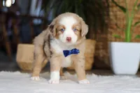 Tango, a male Australian Shepherd for sale in Dundee, OH – Photo 3 of 4