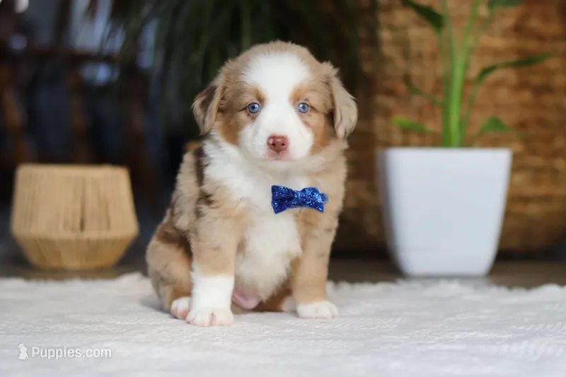 Tango – Australian Shepherd puppy for sale in Dundee, OH