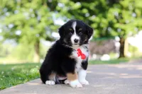 Roamer, a male Miniature Australian Shepherd for sale in Dundee, OH – 2 of 10