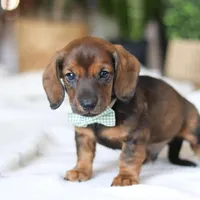 Bratwurst, a male Miniature Dachshund for sale in Dundee, OH – Photo 1 of 8