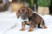 Bratwurst, a male Miniature Dachshund for sale in Dundee, OH – Photo 1 of 8