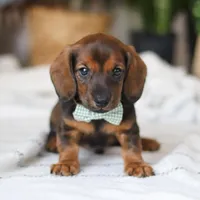 Bratwurst, a male Miniature Dachshund for sale in Dundee, OH – Photo 2 of 8