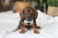 Bratwurst, a male Miniature Dachshund for sale in Dundee, OH – Photo 2 of 8