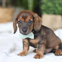 Bratwurst, a male Miniature Dachshund for sale in Dundee, OH – Photo 6 of 8