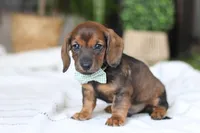 Bratwurst, a male Miniature Dachshund for sale in Dundee, OH – Photo 6 of 8