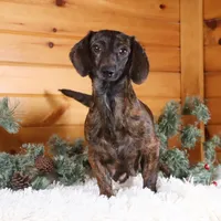 Bratwurst, a male Miniature Dachshund for sale in Dundee, OH – Photo 7 of 8