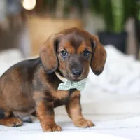 Bratwurst, a male Miniature Dachshund for sale in Dundee, OH – Photo 3 of 8