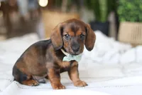 Bratwurst, a male Miniature Dachshund for sale in Dundee, OH – Photo 3 of 8